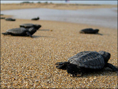 20120519-loggerhead_hatchings Sea_Turtles_near_Atlit_Israel.jpg